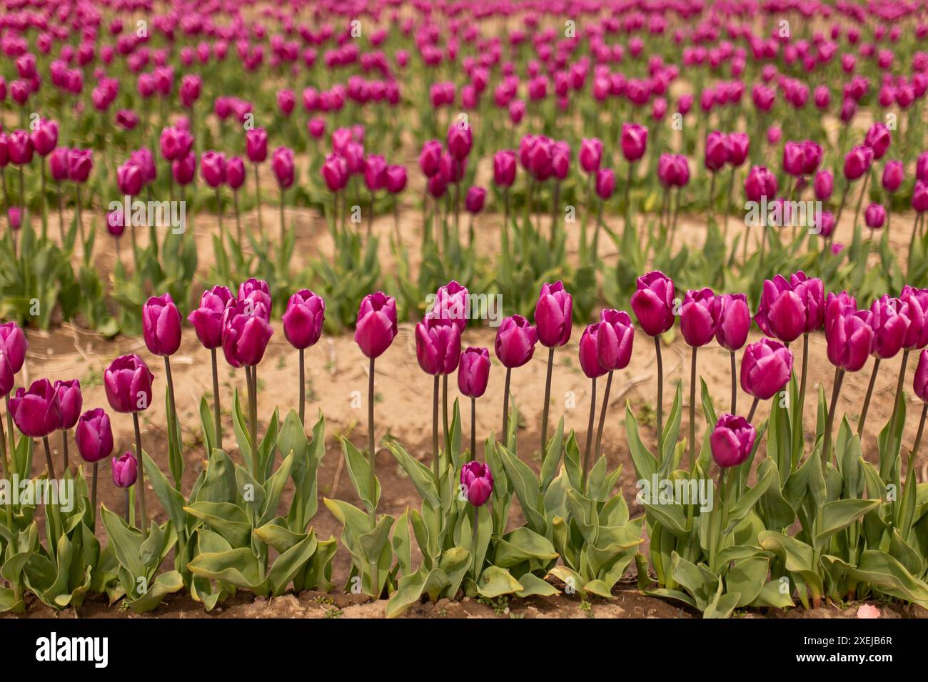Ampio campo di tulipani viola, il vivace arazzo primaverile Foto Stock