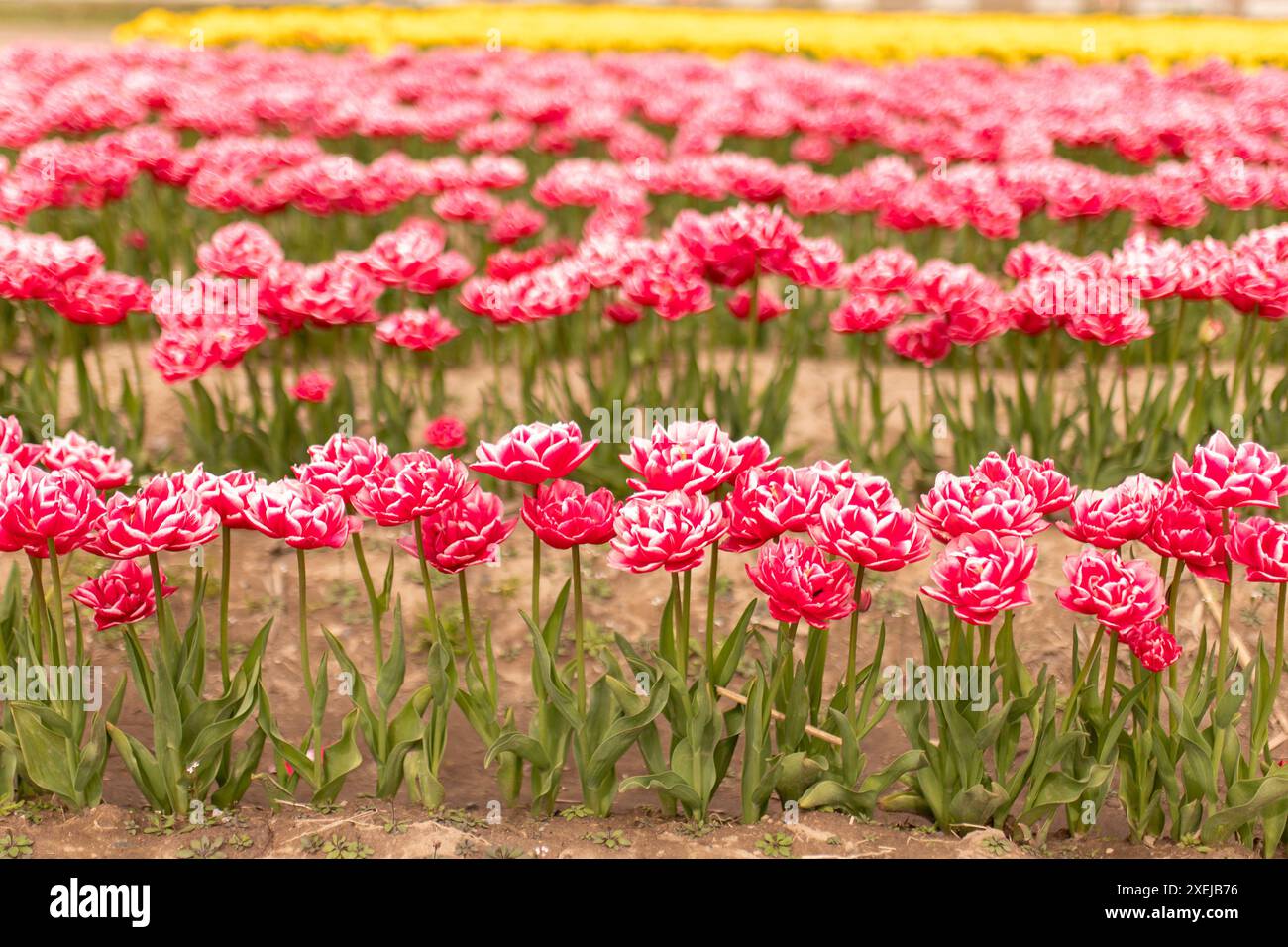 Tulipani rossi simili al garofano, i lussureggianti volant primaverili Foto Stock