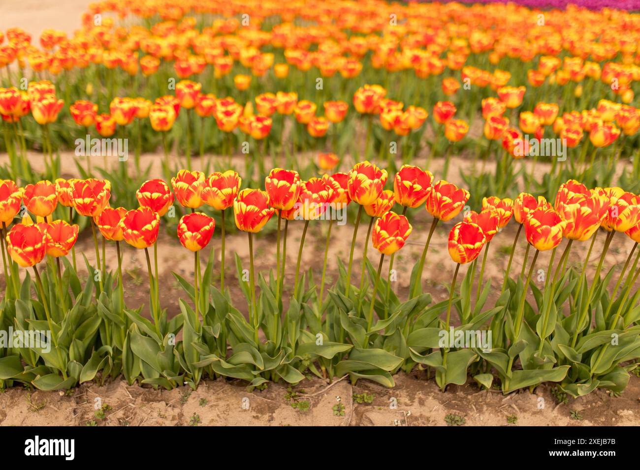 Tulipani fiammeggianti, un'onda ardente nel giardino di primavera. Foto Stock