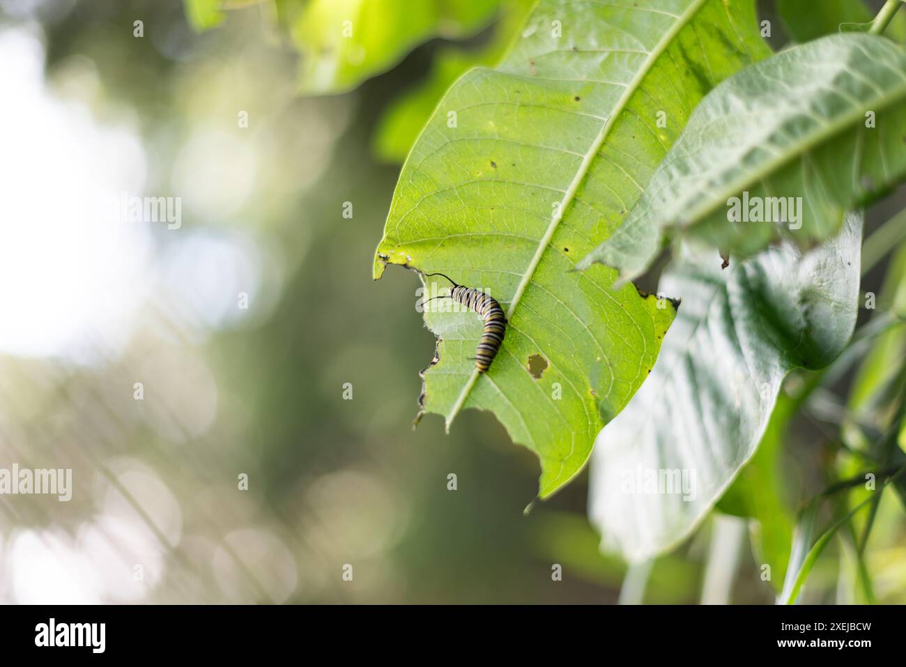 Monarch caterpillar strisciando su una foglia verde con fori Foto Stock