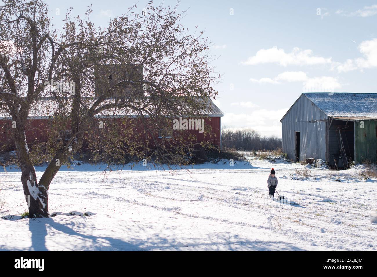 Bambini spalancano la neve per giocare a infarmyard vicino a un fienile rosso e un albero Foto Stock