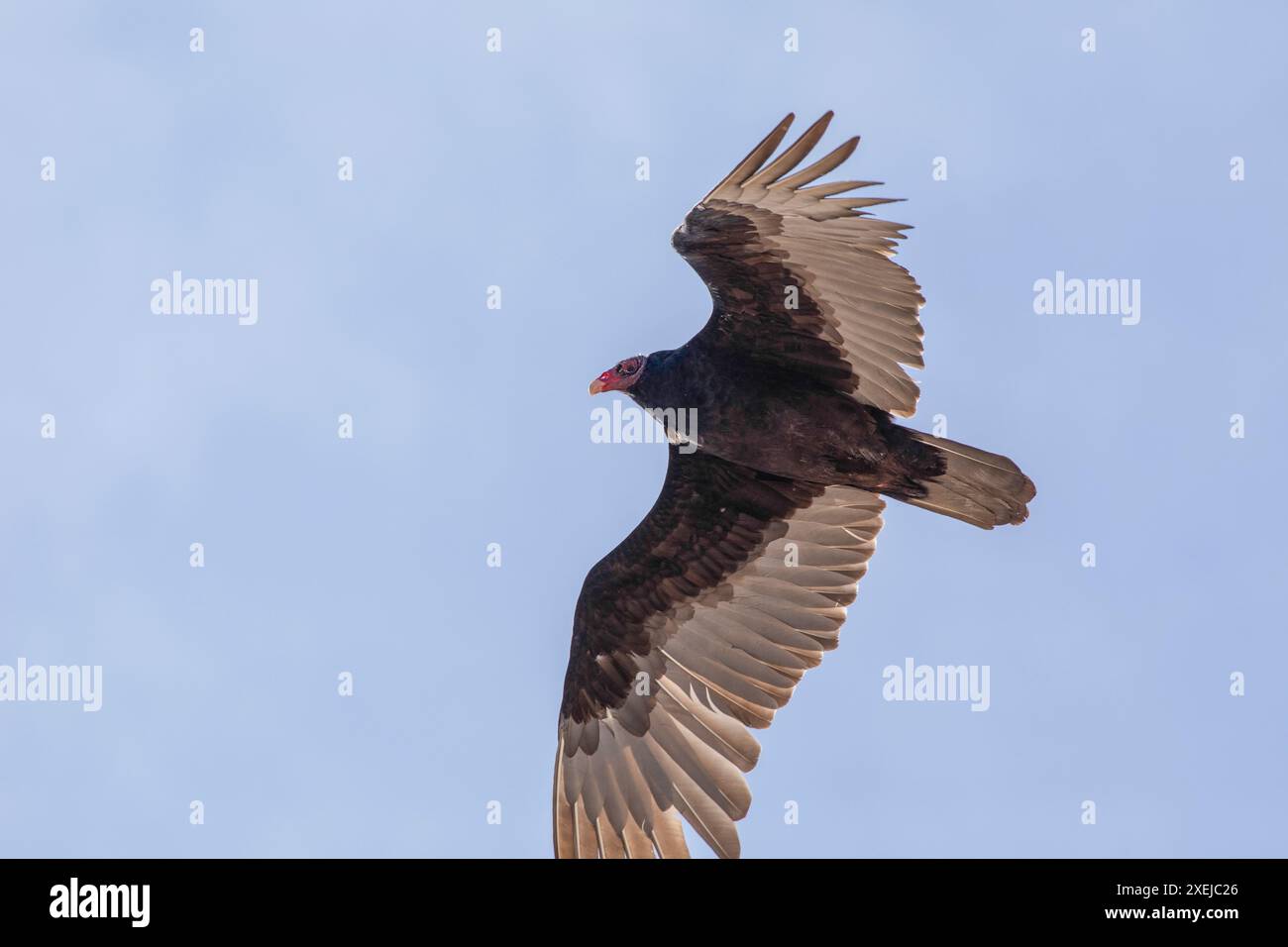 Un condor si libra nell'aria sopra contro il cielo azzurro Foto Stock