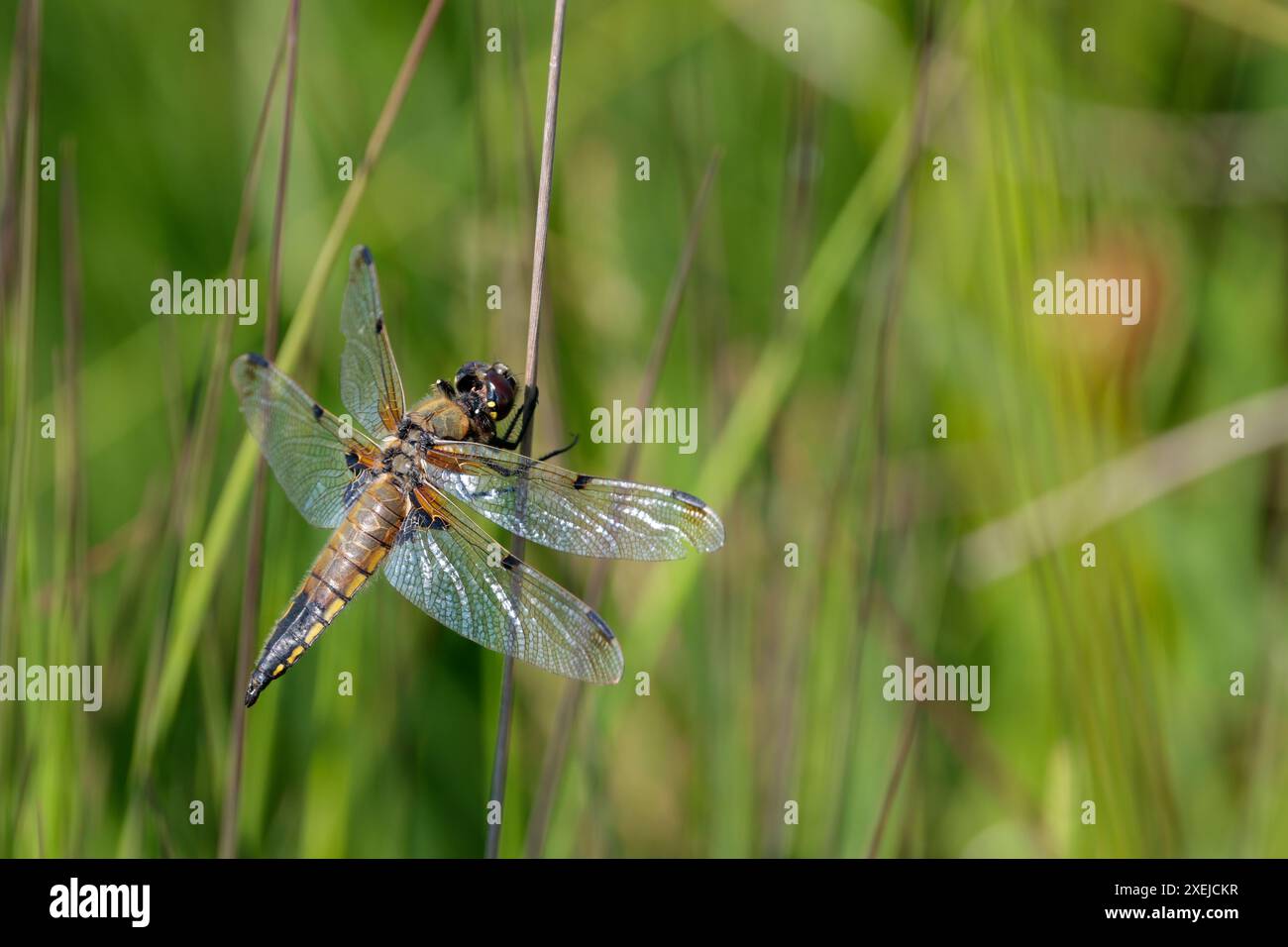 Corposo corposo Libellula depressa, corpo piatto marrone maschile femminile o immaturo con macchie gialle lungo i lati base marrone scuro fino a quattro ali Foto Stock