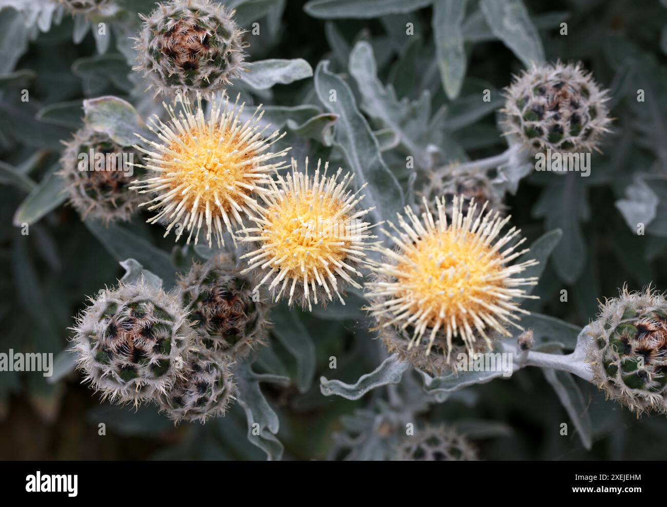 Star Thistle, Centaurea clementei, Asteraceae. Spagna, Marocco, Mediterraneo. Foto Stock