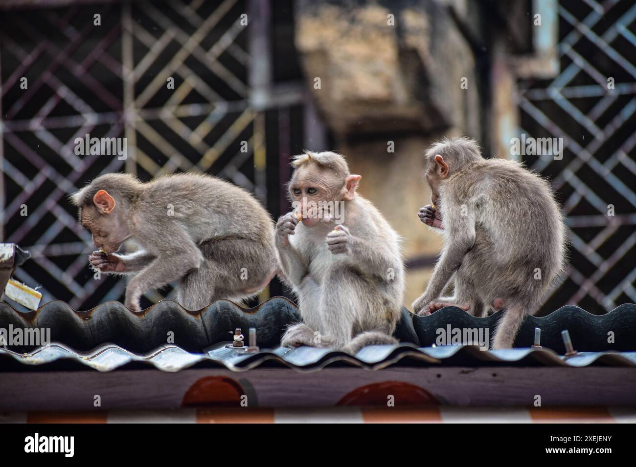 Monkey World a Courtallam, Tamil Nadu, India Foto Stock