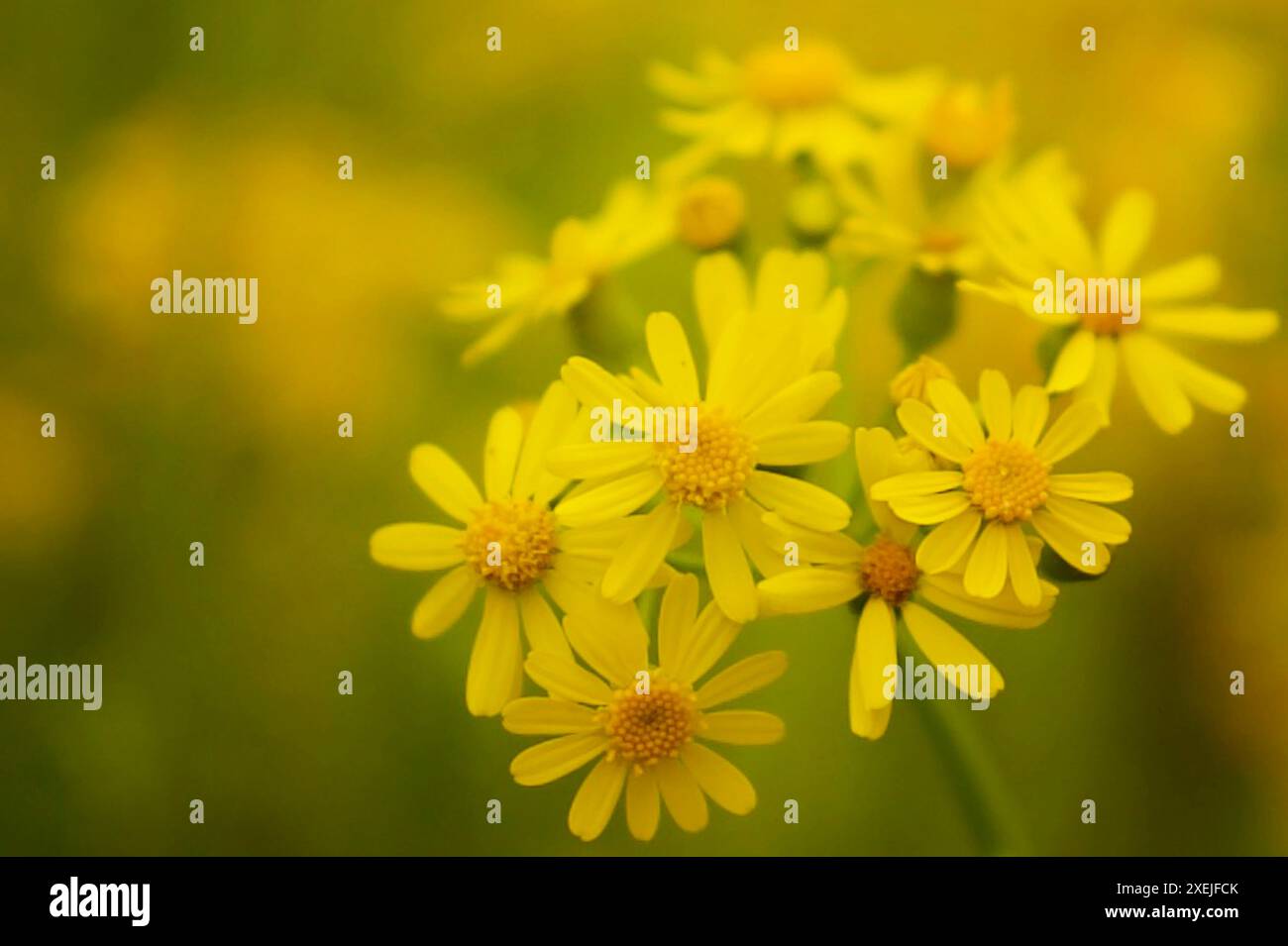 Primo piano Butterweed giallo in un campo luminoso Foto Stock