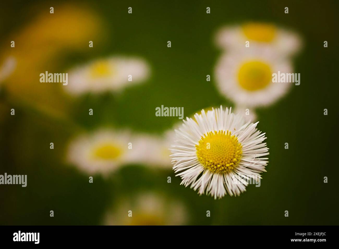 Daisy Fleabane primo piano centro giallo fiore bianco Foto Stock