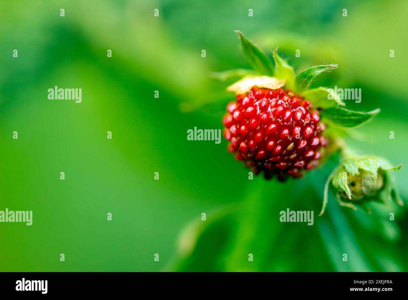 fragole selvatiche primo piano giorno di sole, ricco sfondo verde Foto Stock