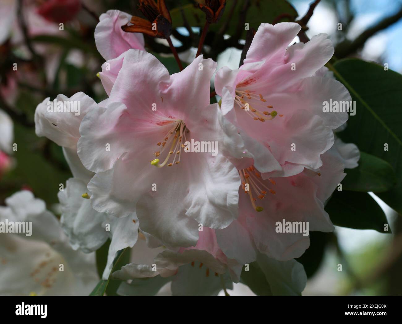 Great White Rhododendron, Rhododendron decorum, Ericaceae. Cina occidentale. Foto Stock