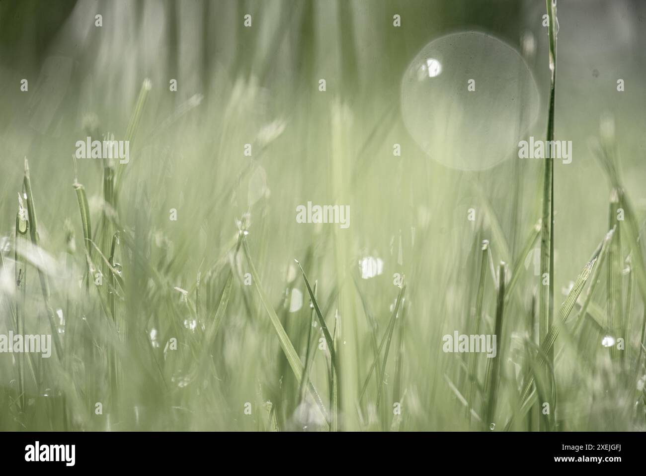Erba primaverile la mattina presto Foto Stock