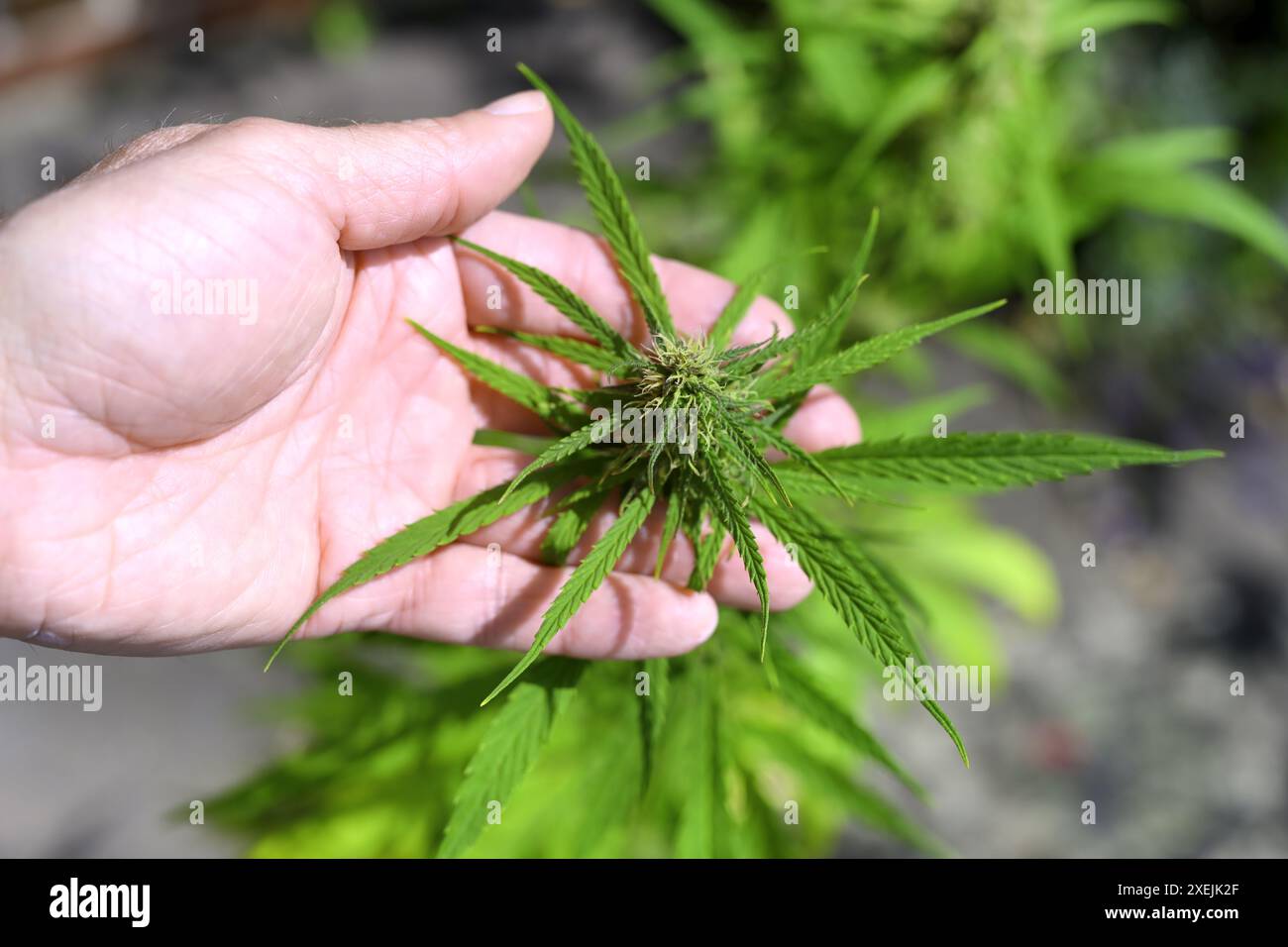 Pianta della canapa Foto Stock