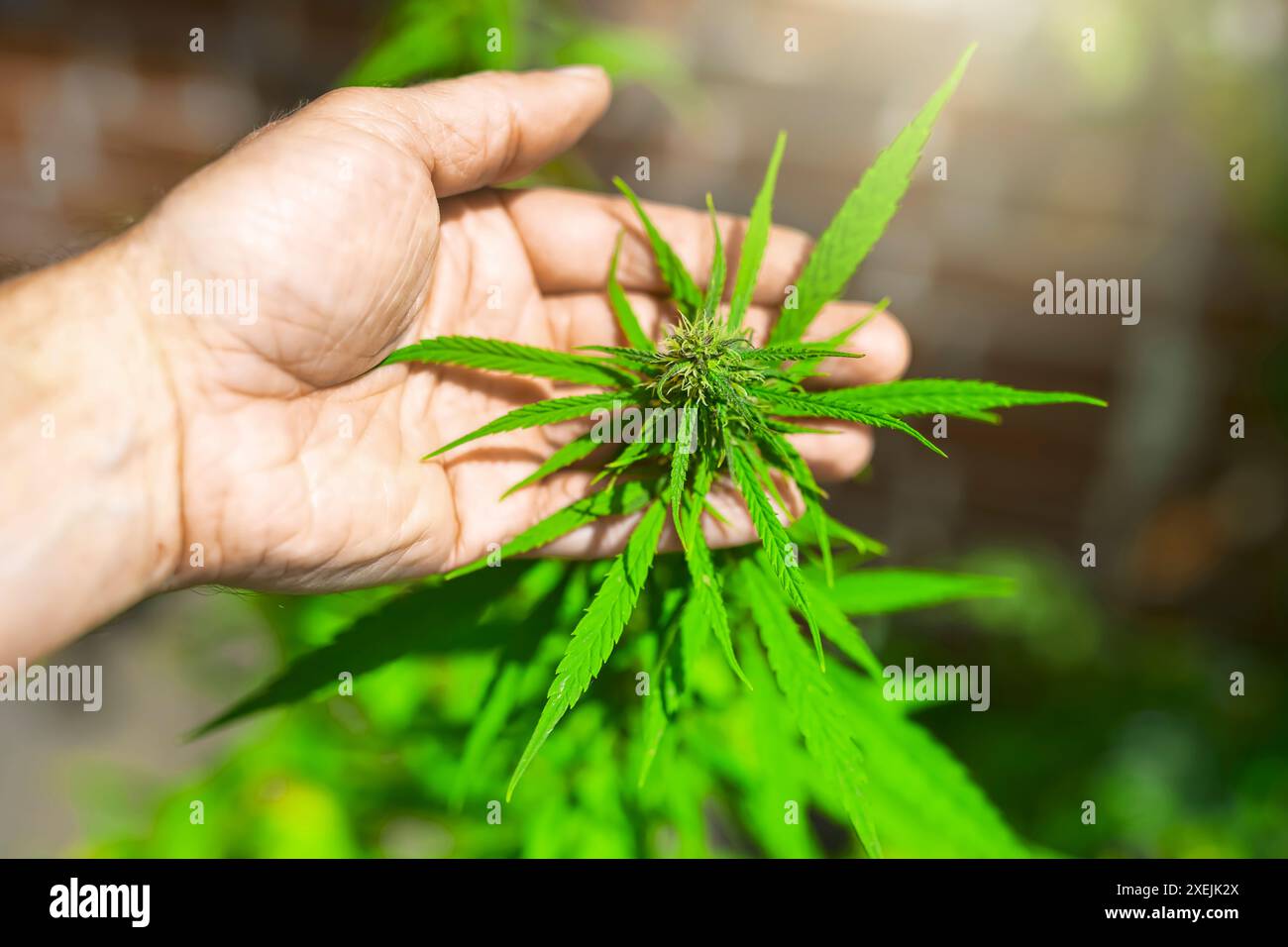 Pianta della canapa Foto Stock