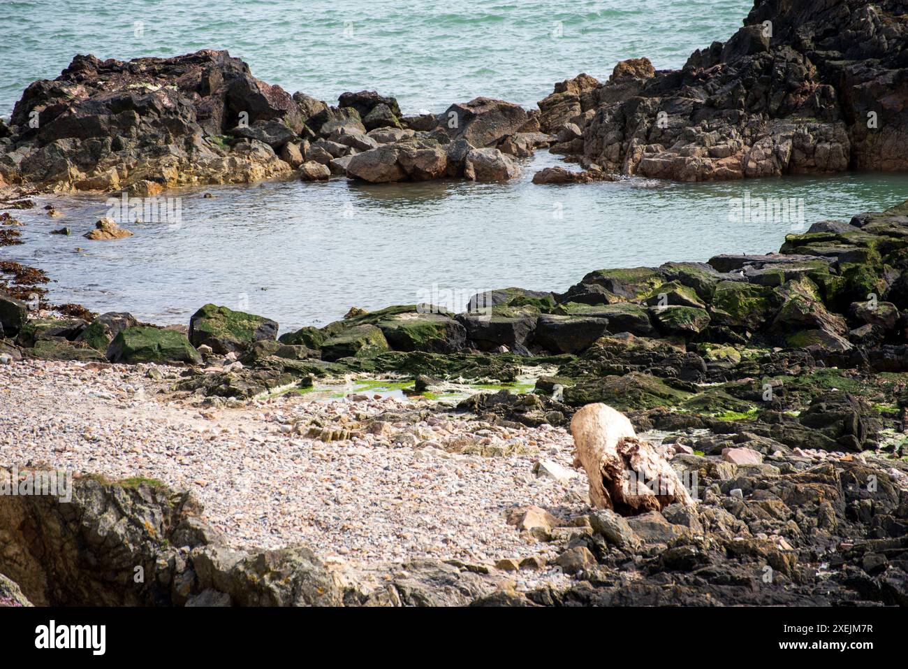 Costa rocciosa nella penisola di Howth, Dublino, Irlanda Foto Stock