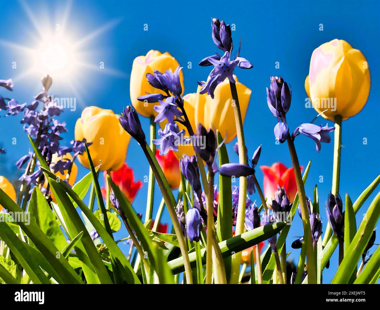 Fiori primaverili campanelli e tulipani con il sole splendente in un cielo blu. Foto Stock