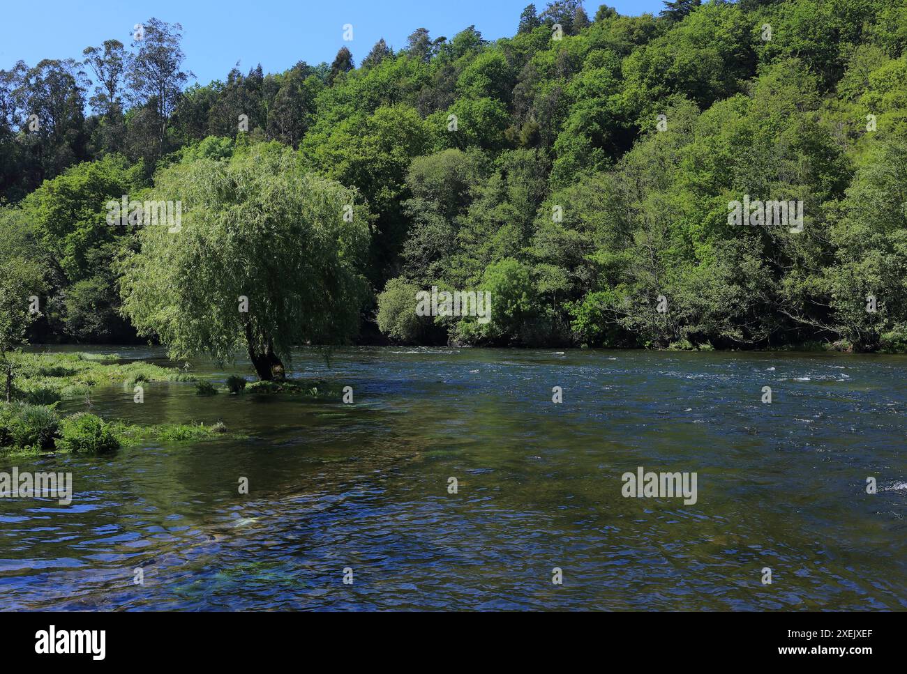 Portogallo, regione di Minho, Ponte da barca. Il fiume Lima - Rio Lima scorre attraverso una pittoresca curva a Ponta da barca. Foto Stock