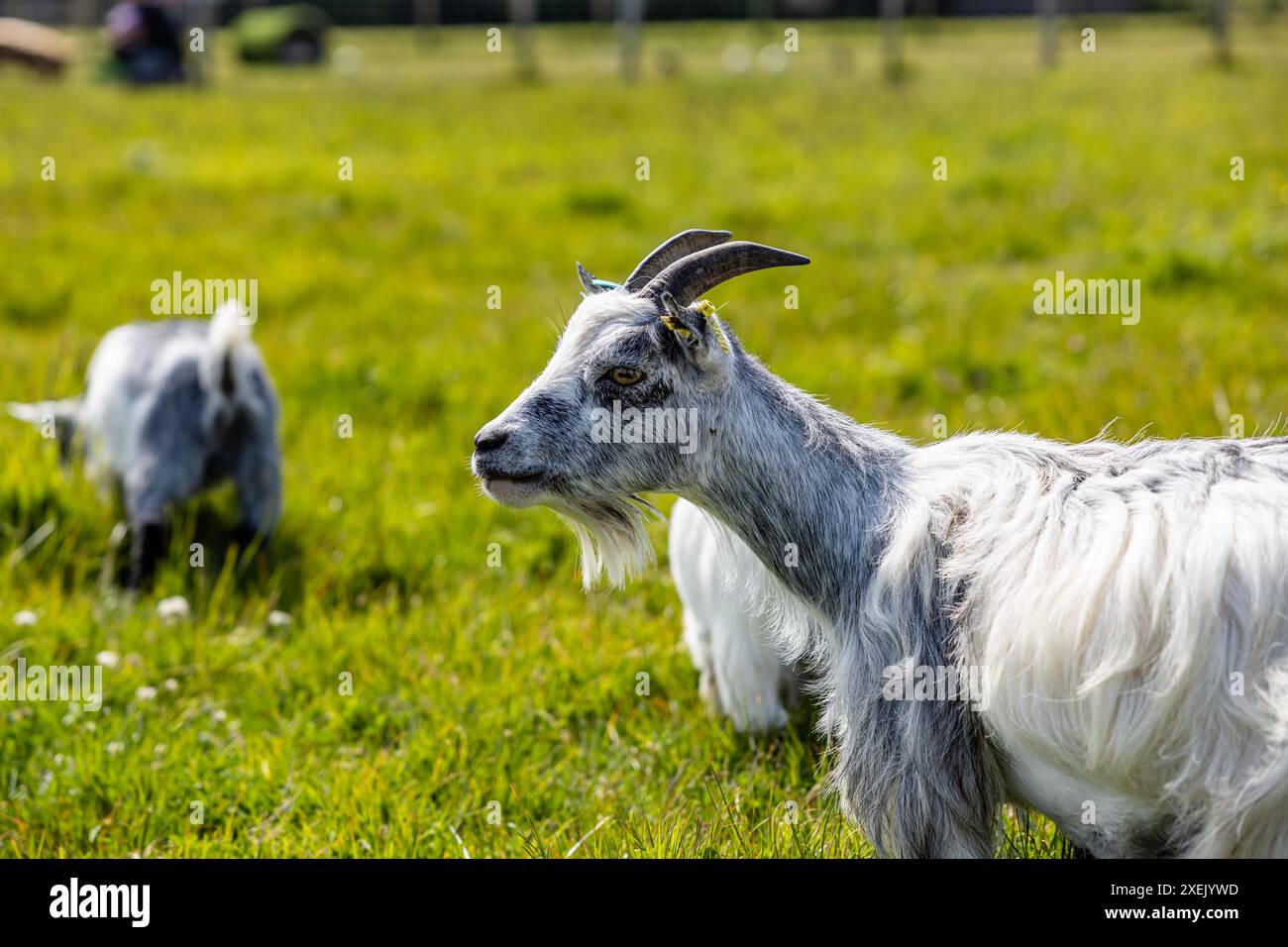 ritratto di una capra con corna in un campo di erba verde, con altre capre sullo sfondo Foto Stock