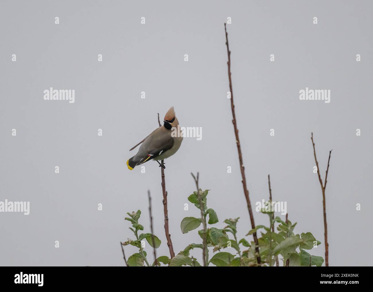 Waxwing (Bombycilla garrulus), sotto la pioggia, Virkie, Shetland. Foto Stock