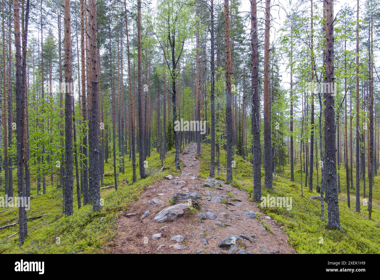 Splendida foresta con sentiero escursionistico in Finlandia Foto Stock