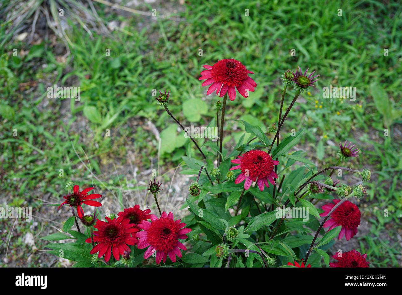 bellissime piante di coneflower rossi ( echinacea 'sunny days ruby') nel giardino Foto Stock