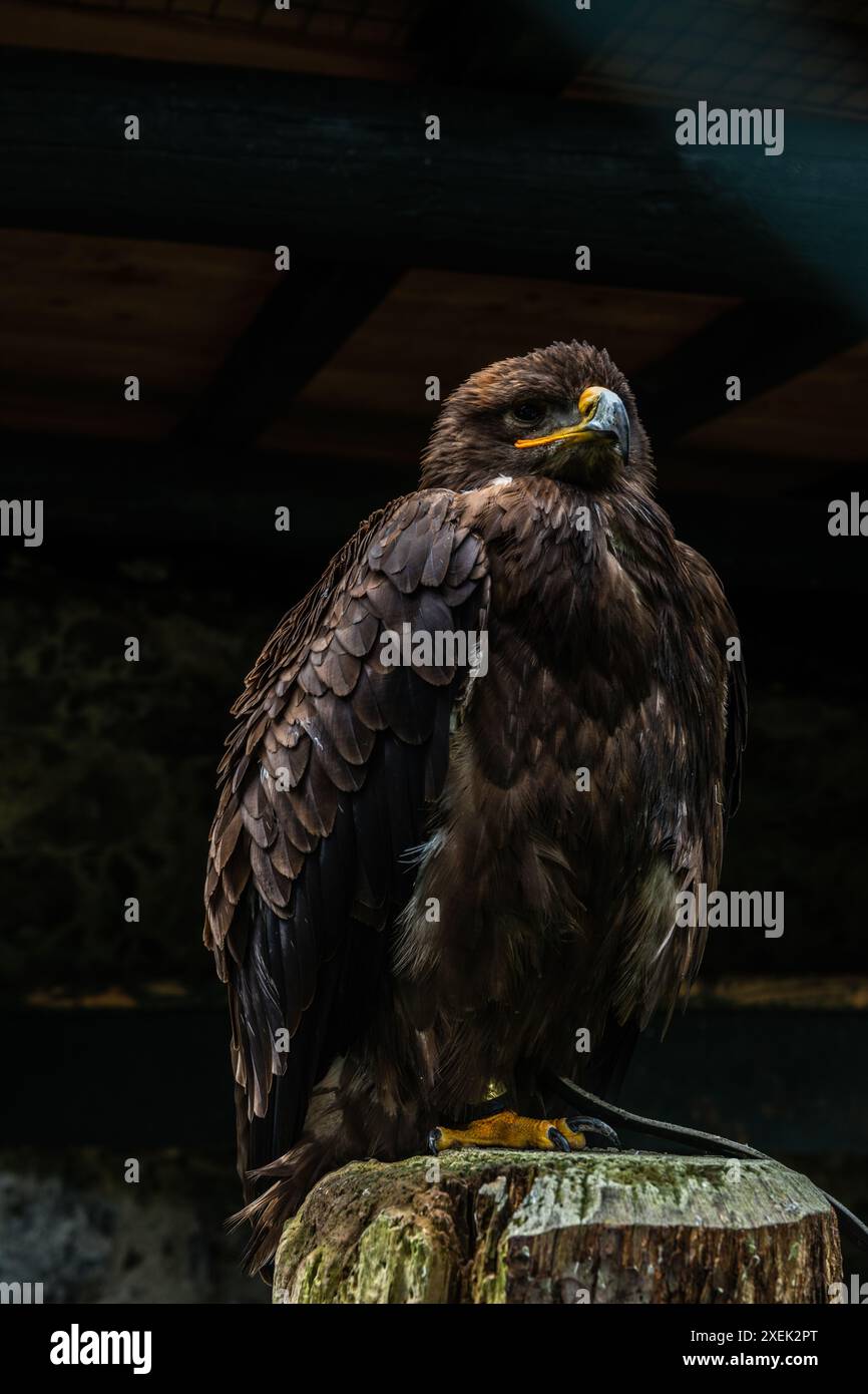 Falcon Bird of Prey nello storico castello di Hohenwerfen circondato dal paesaggio alpino austriaco Foto Stock