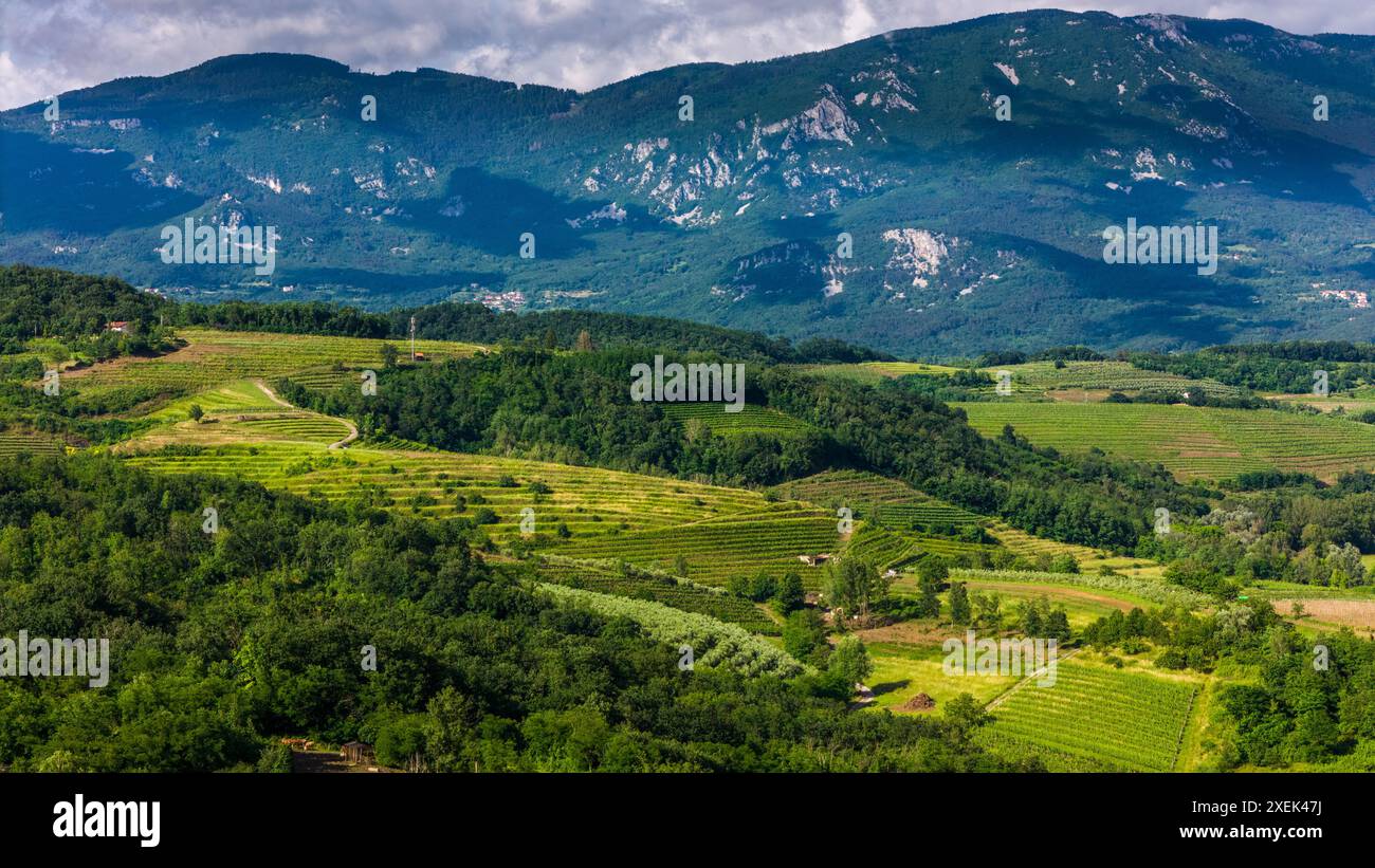 Panorama aereo dei vigneti verdi e delle colline nella Valle di Vipava, Slovenia Foto Stock