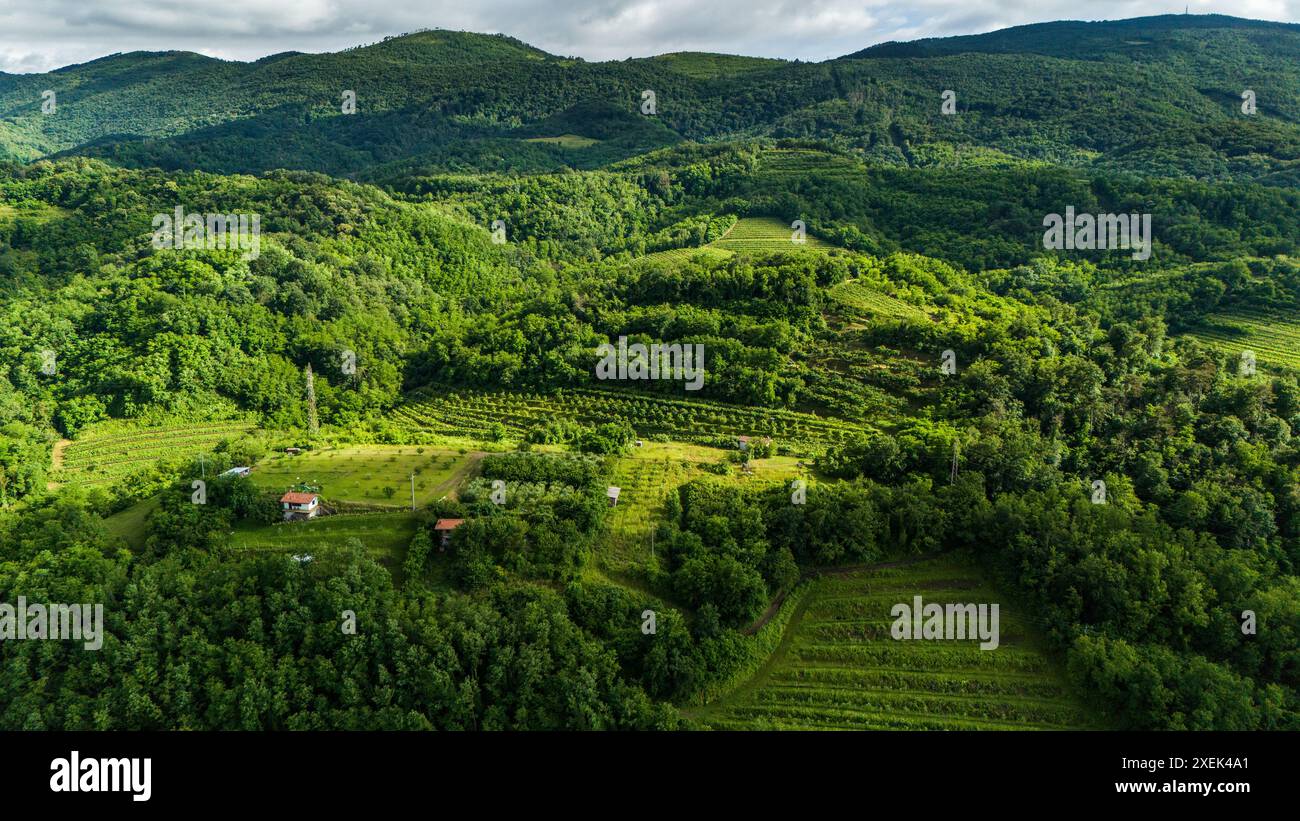 Accattivante foto di un drone dei vigneti estivi nella Valle di Vipava, Slovenia Foto Stock