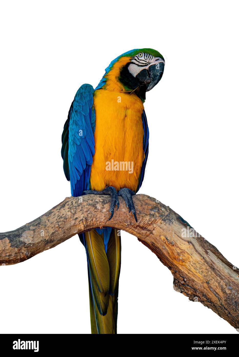Pappagallo di Macao Blu e giallo , Ara ararauna , noto anche come Macao Blu e Oro. Bali, Indonesia. Foto Stock