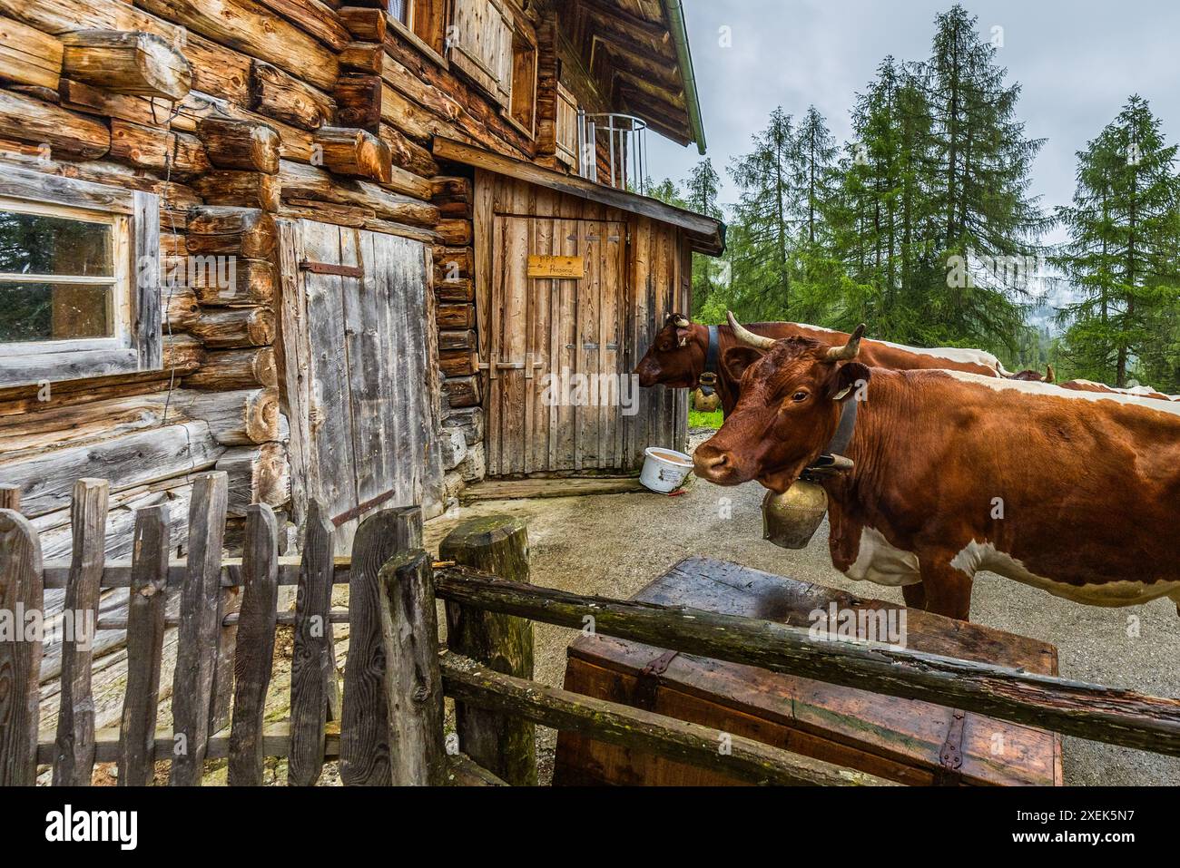 Due mucche Pinzgau appartenenti al contadino alpino Manfred Huber che aspettano davanti al fienile per essere munte, Filzmoosalm, Großarl. La mandria di mucche viene portata dal prato alpino alla sala di mungitura della capanna alpina per la mungitura. Filzmoosalm, Salisburgo, Austria Foto Stock