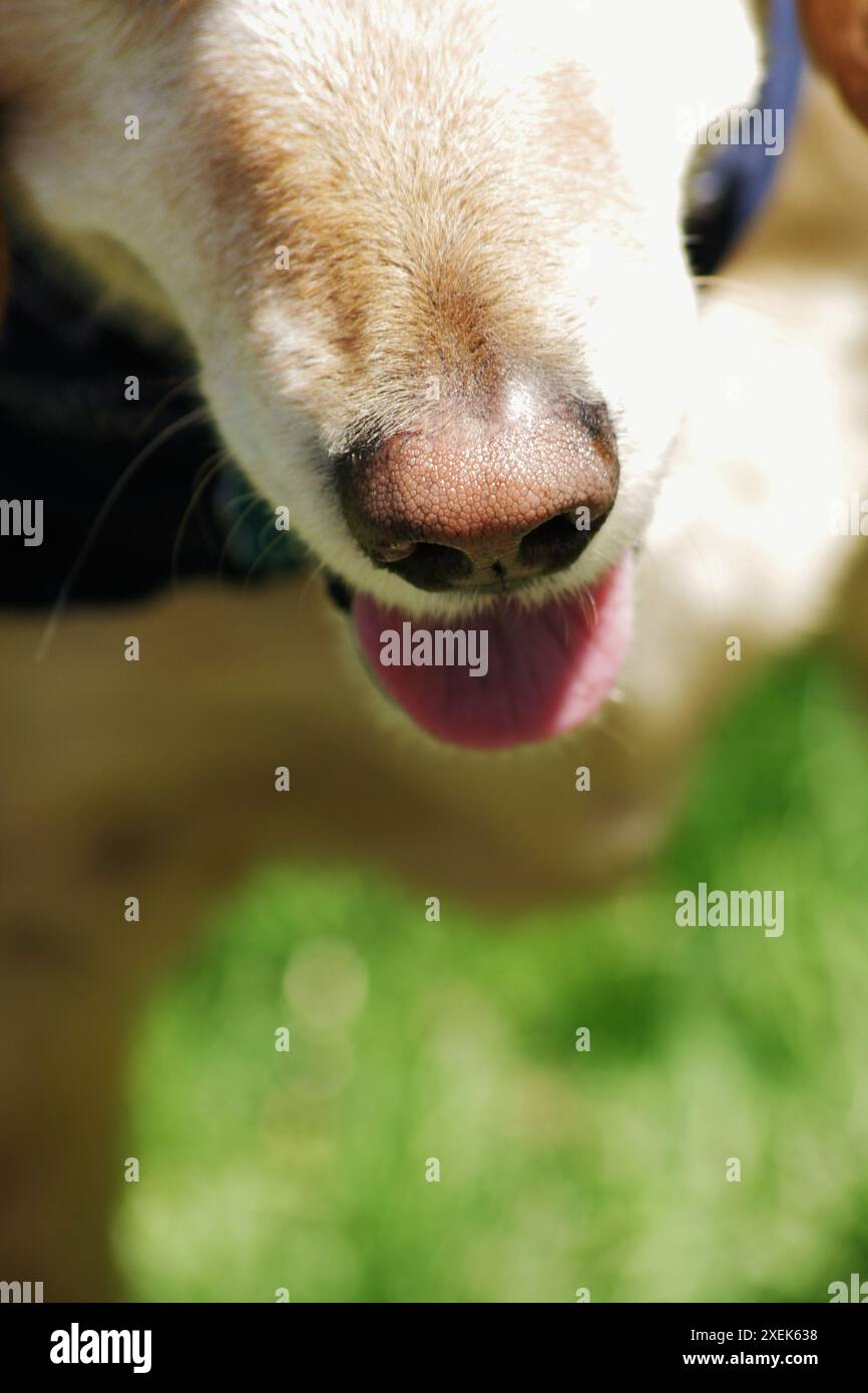Un Golden retriever che piange al sole, focalizzandosi sul suo naso bagnato Foto Stock