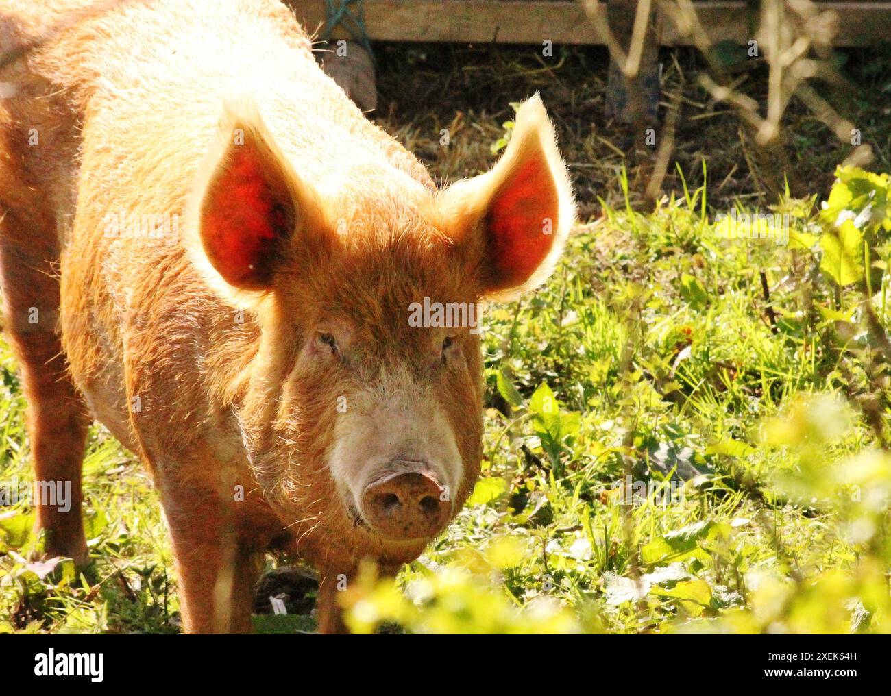 Un maiale felice si trova in un campo con la luce del sole che splende da dietro, illuminando le sue orecchie Foto Stock