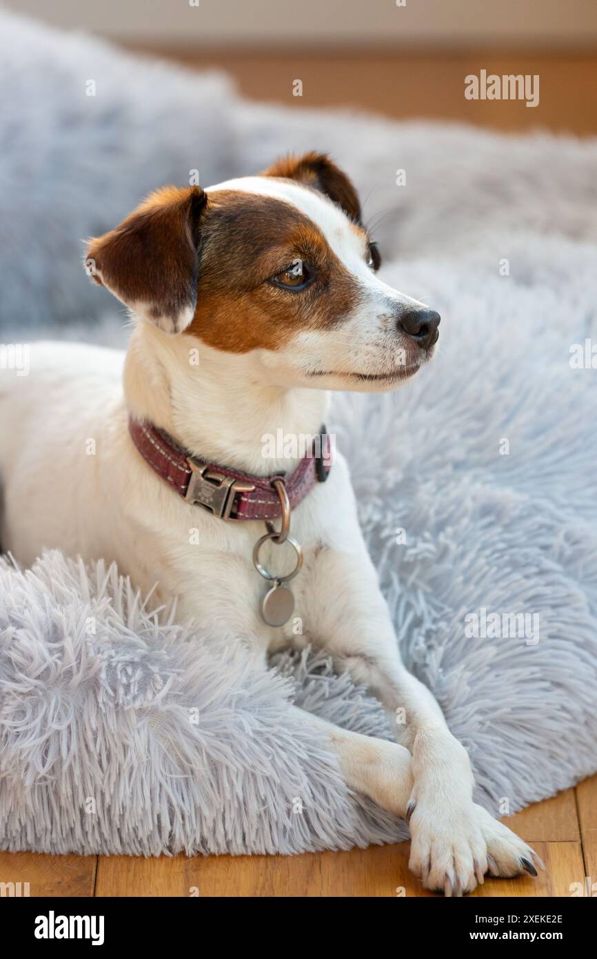 Ritratto di un carino Jack Russell Dog Foto Stock
