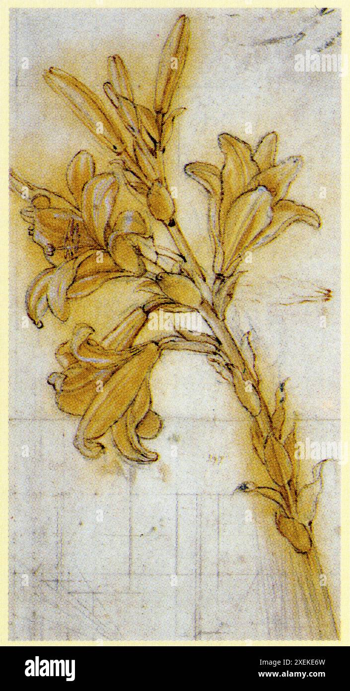 LEONARDO DA VINCI. PFLANZENSTUDIE. ZEICHNUNG EINER LILIE. UM 1475. SCHWARZE KREIDE, FEDER UND TINTE, BRAUN LAVIERT, WEISS GEHOHT. 31,4 X 17,7 CM Foto Stock