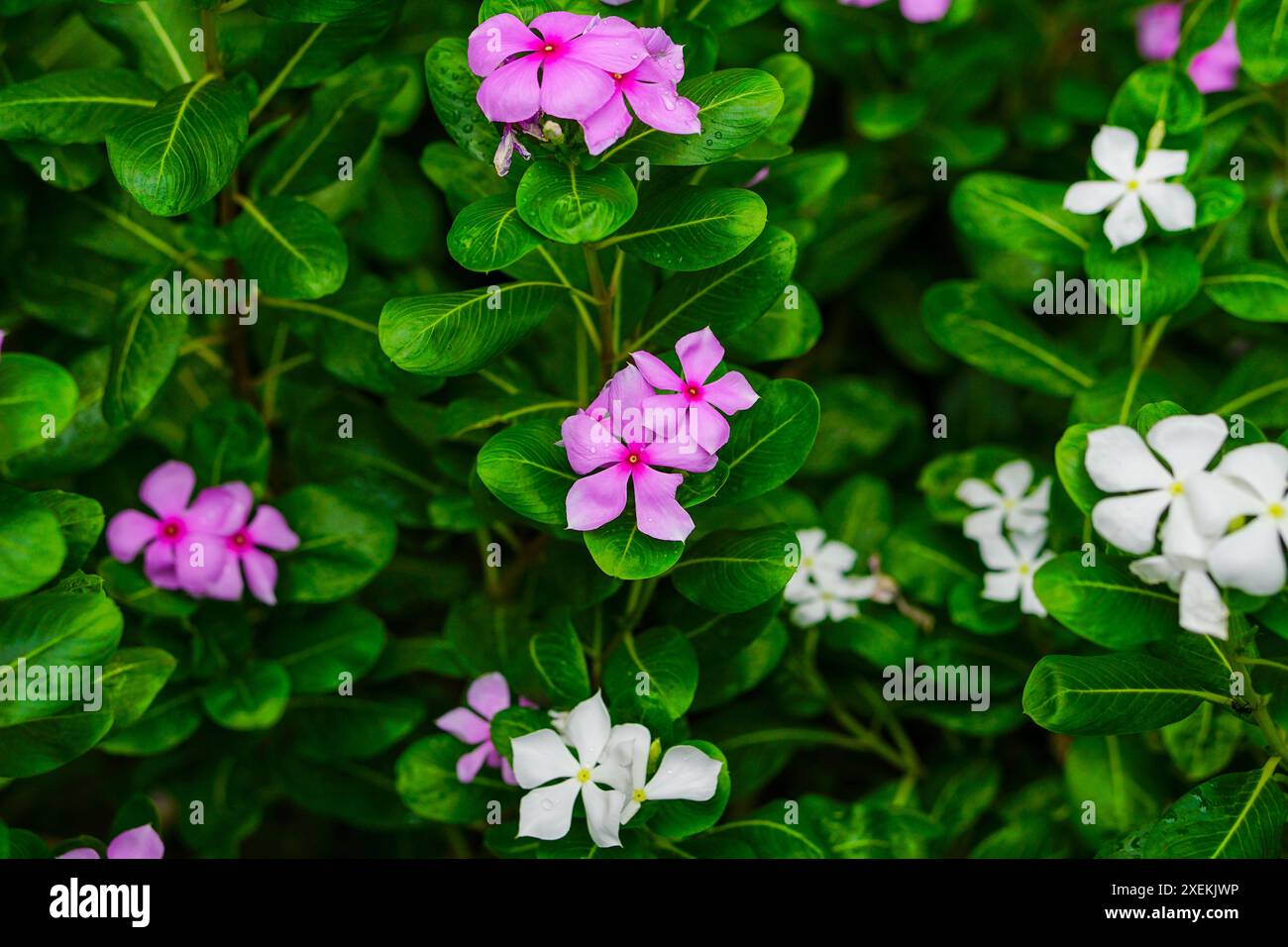 Fiori bianchi e rosa Madagascar Periwinkle Foto Stock