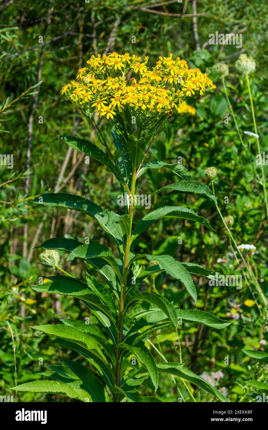 Senecio hydrophilus Nutt. fiori gialli selvatici, piante infestanti in fiore nel giardino estivo. Foto Stock