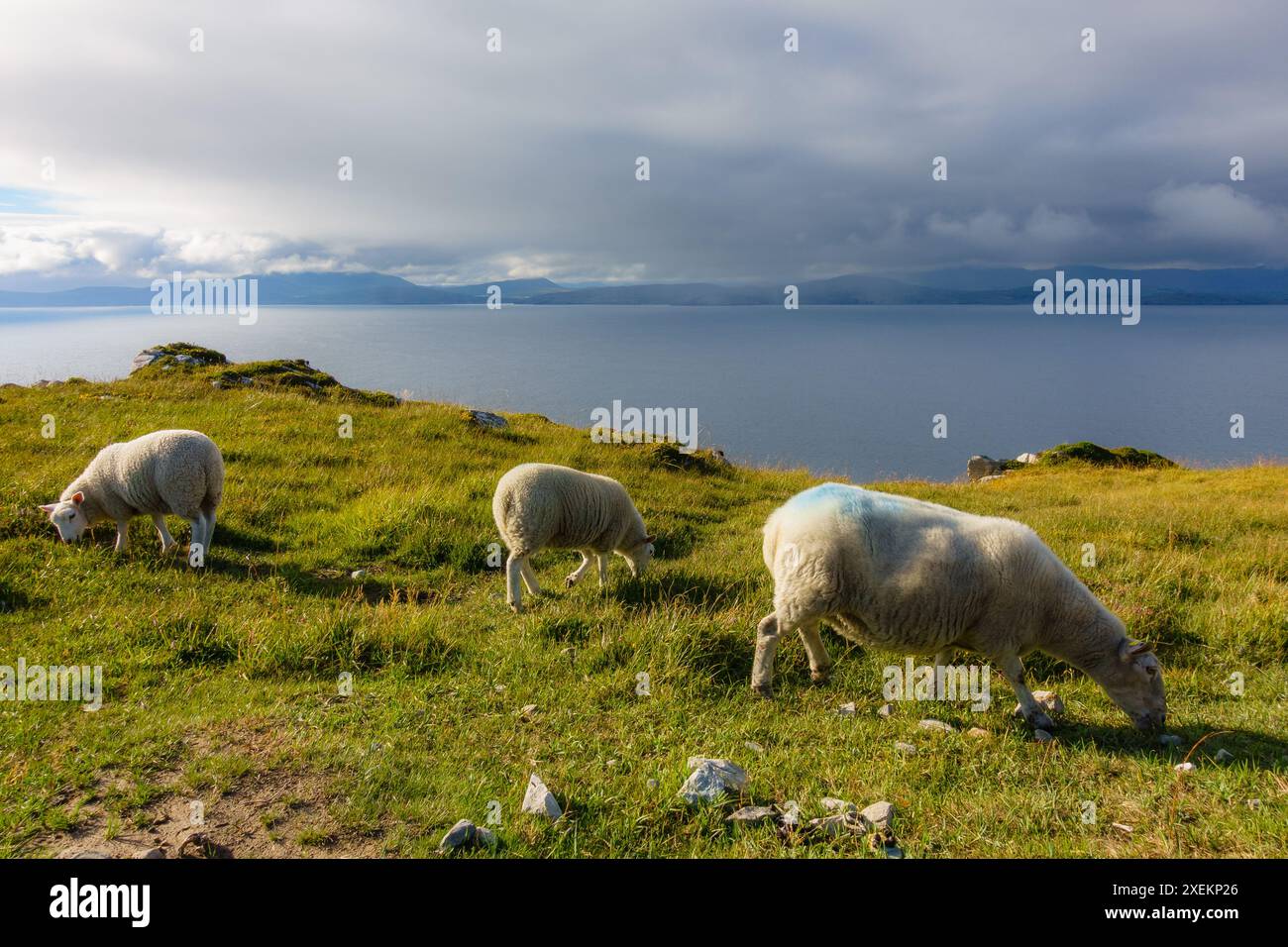 Paesaggio di vacanza in campagna di pecore in Irlanda Foto Stock