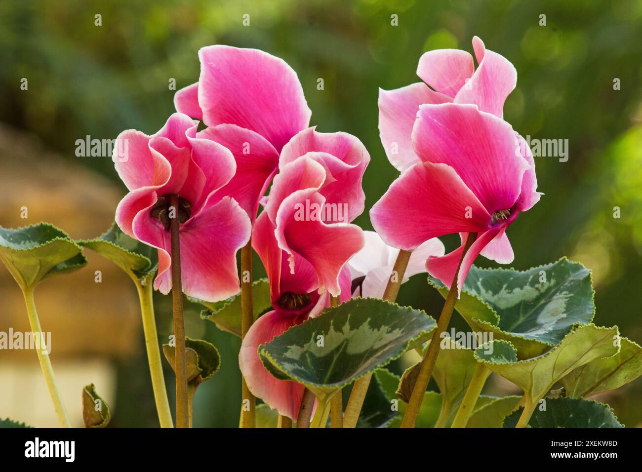 Bellissimi fiori ciclamini in un giardino Foto Stock