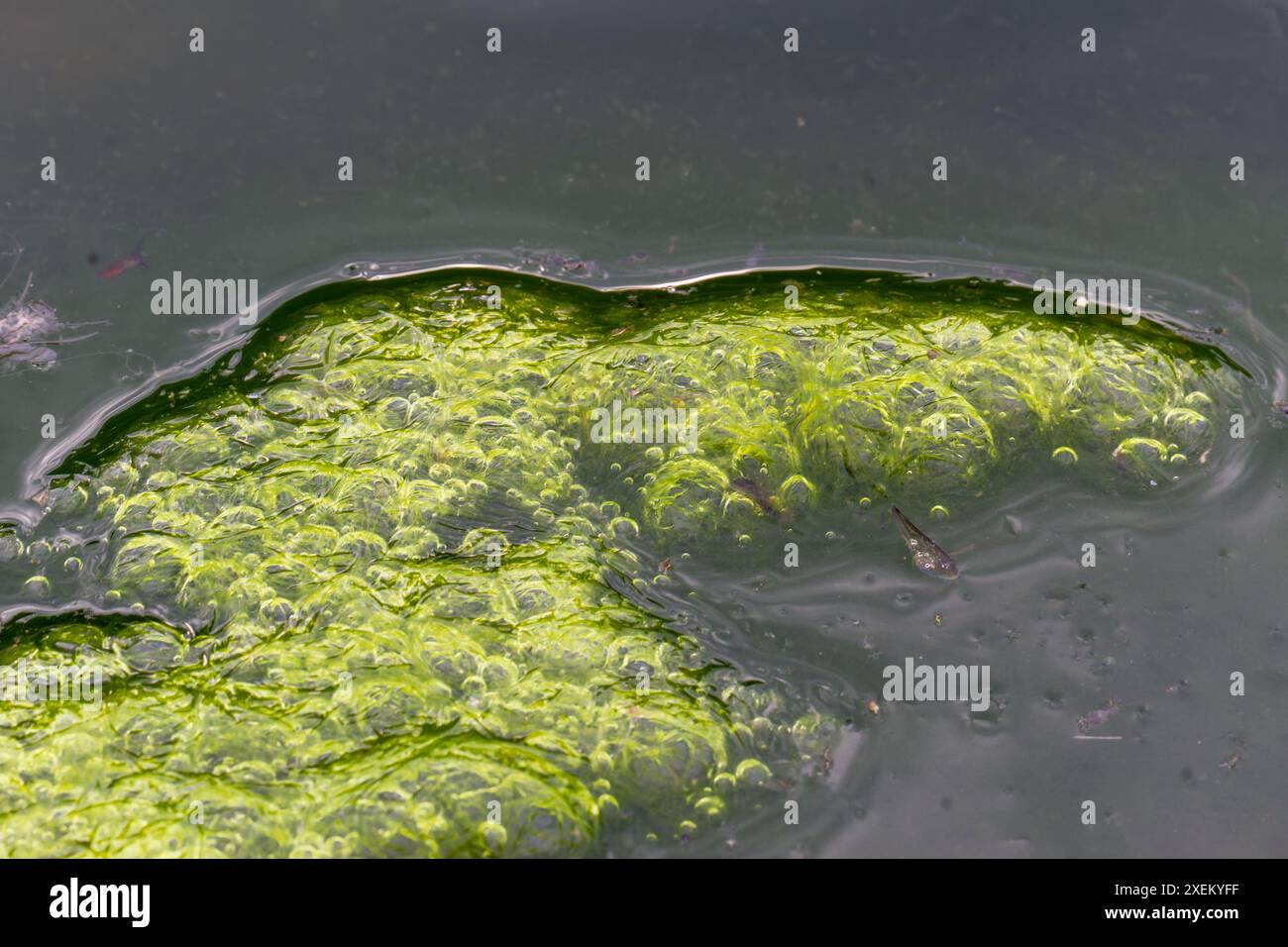 Cattura dettagliata di formazioni di alghe verdi e bolle effervescenti in una piscina tranquilla. Wulai, Taiwan. Foto Stock