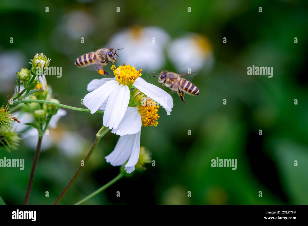 Due api orientali, gambe ricoperte di polline, volano verso un fiore pilosa bianco. Una dimostrazione dinamica del processo di impollinazione della natura, Wulai, Taiwan. Foto Stock