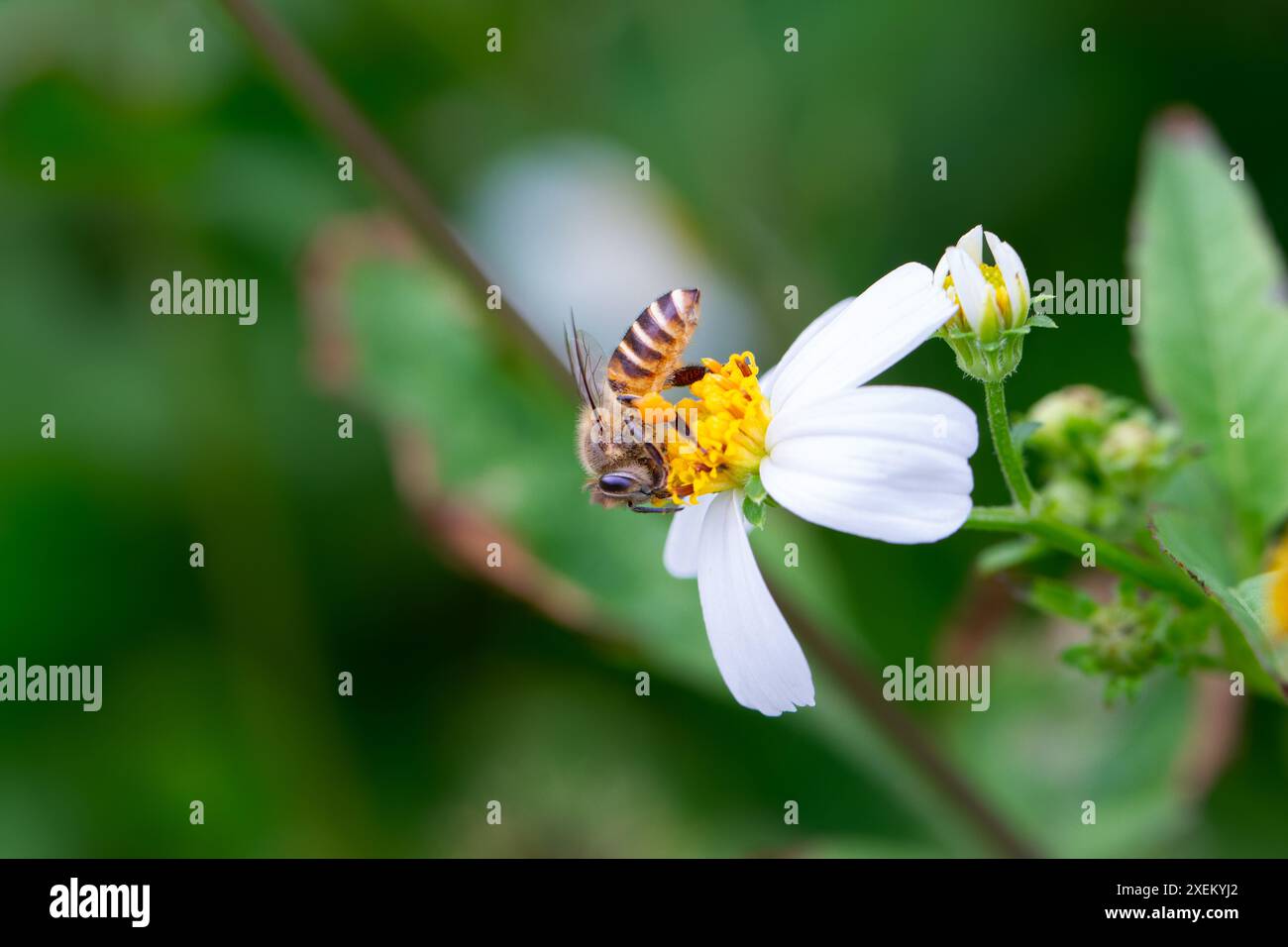 Primo piano di un'ape del miele orientale su un fiore bianco di Bidens pilosa, con gambe cariche di polline. Wulai, Taiwan. Foto Stock