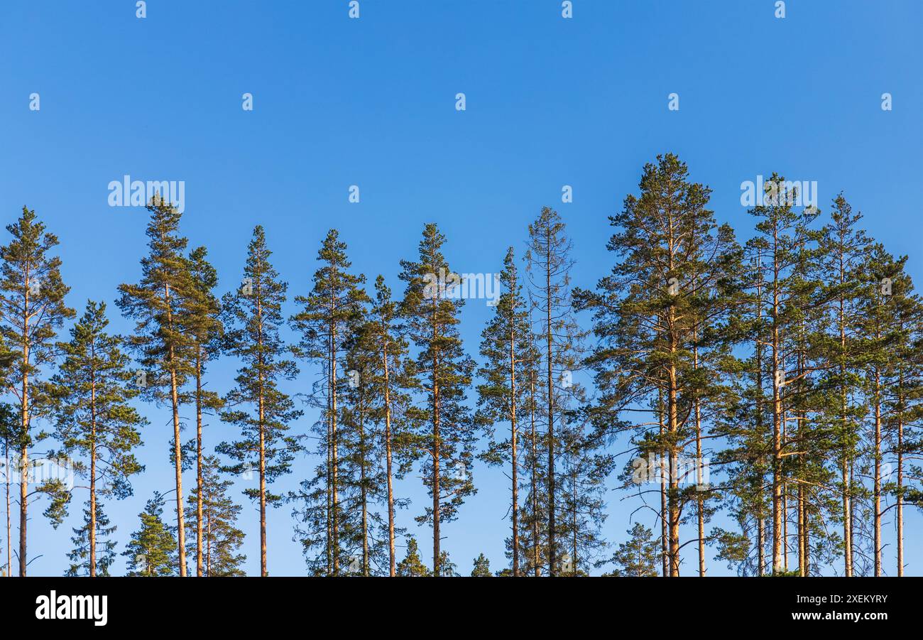 Gli alberi di pino sono sotto un cielo blu brillante. Foto di sfondo della foresta di conifere scattata in una giornata di sole Foto Stock