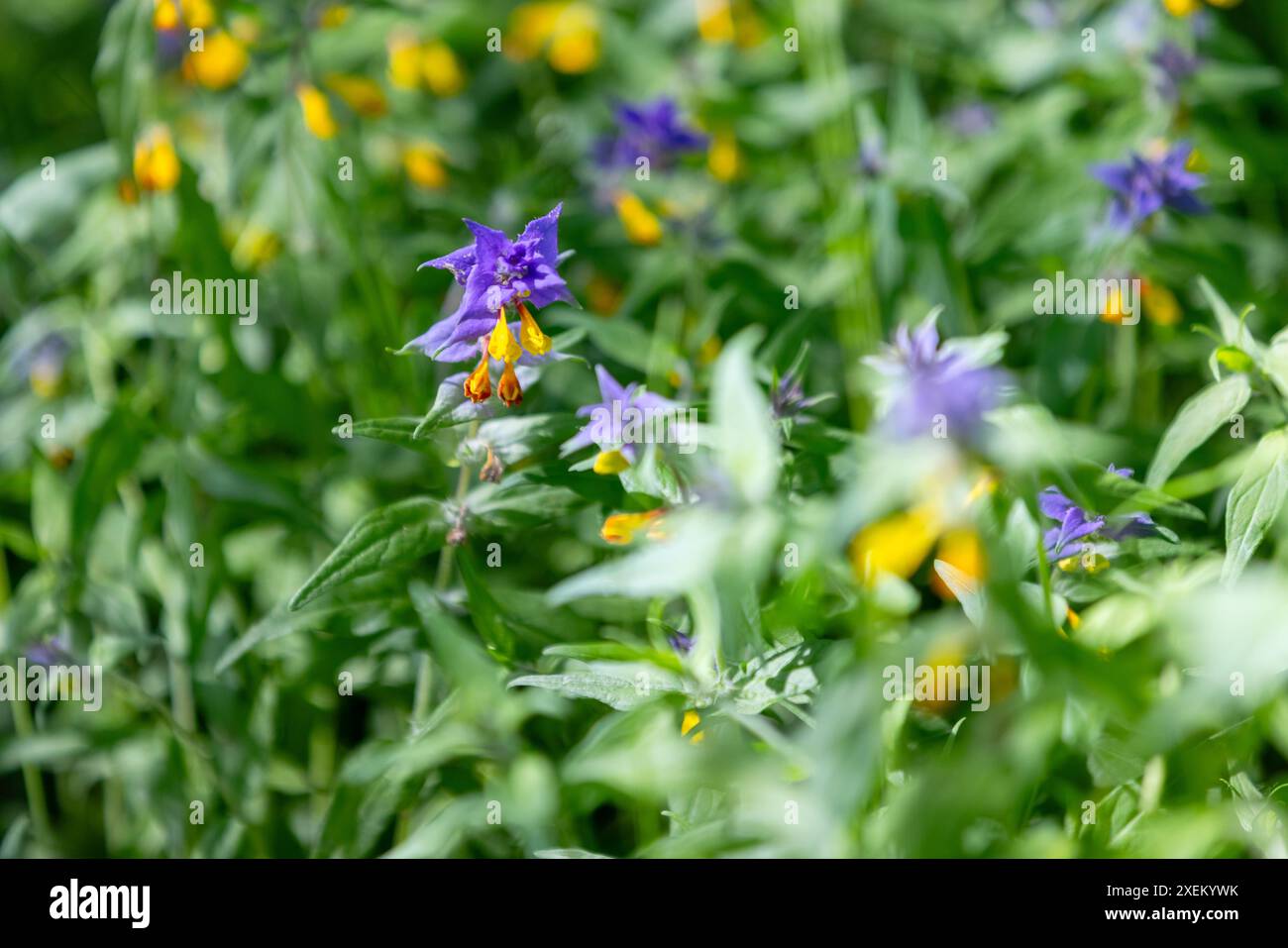 Fiori giallo e blu brillante Melampyrum nemorosum conosciuto come la fioritura notturna e diurna. Foto ravvicinata con messa a fuoco selettiva scattata in una giornata estiva di sole Foto Stock