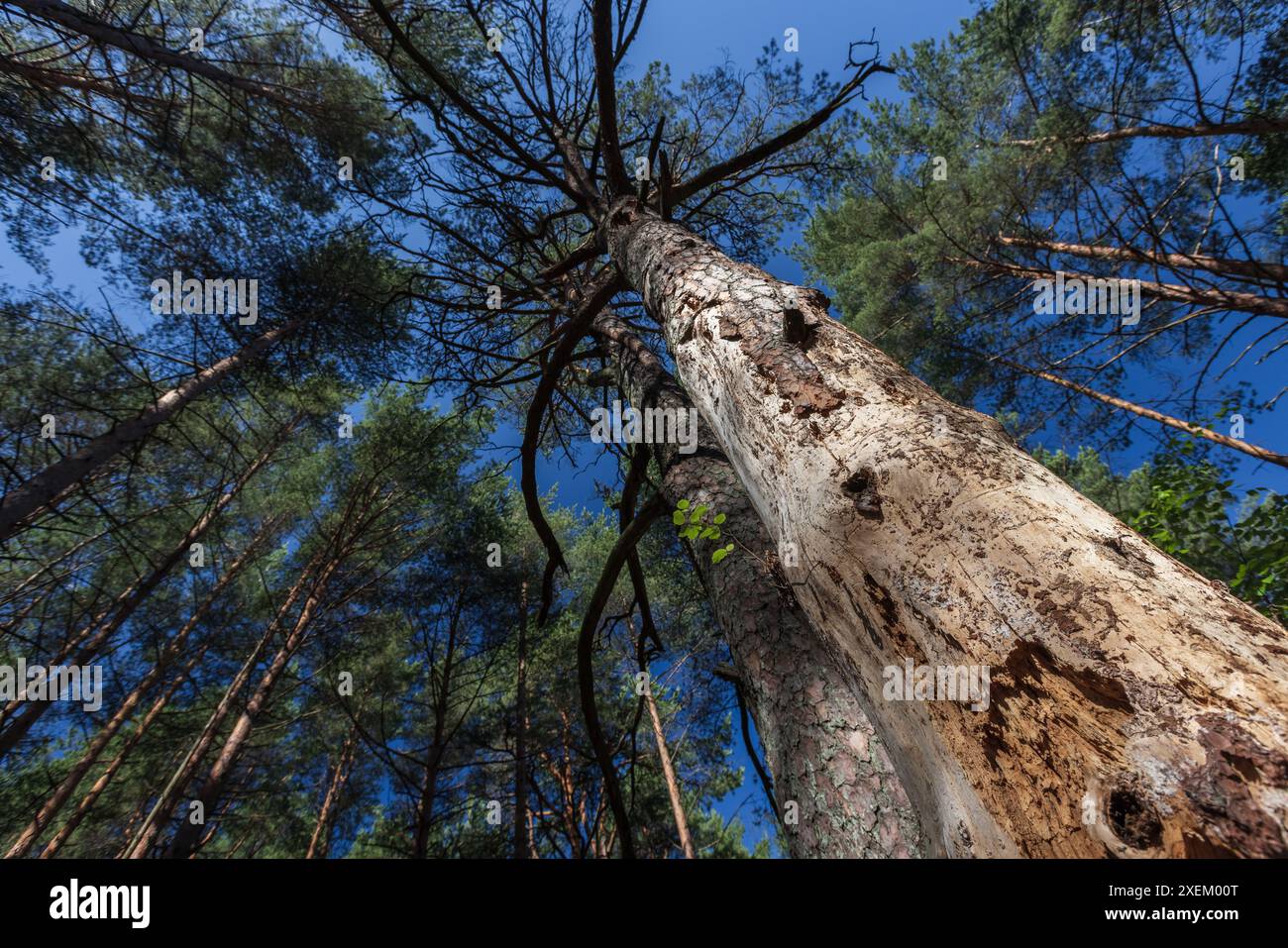 Il pino morto con un tronco secco danneggiato dal coleottero della corteccia si erge nella foresta di conifere estive, alti pini selvatici sopra il cielo blu Foto Stock