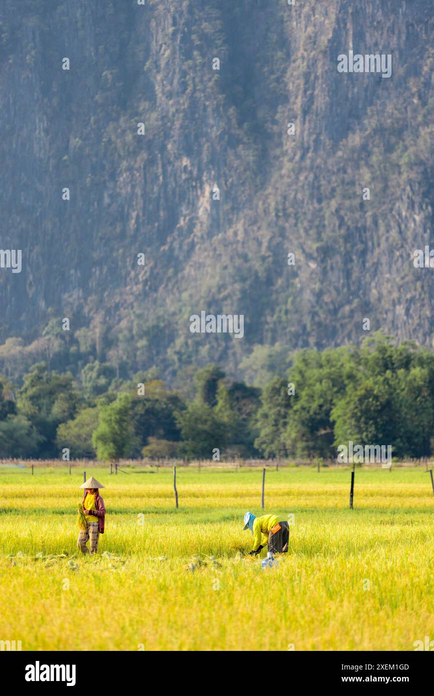 Lavoratori del riso nei pressi della grotta Kong Lor in Laos; provincia di Khammouane, Laos Foto Stock