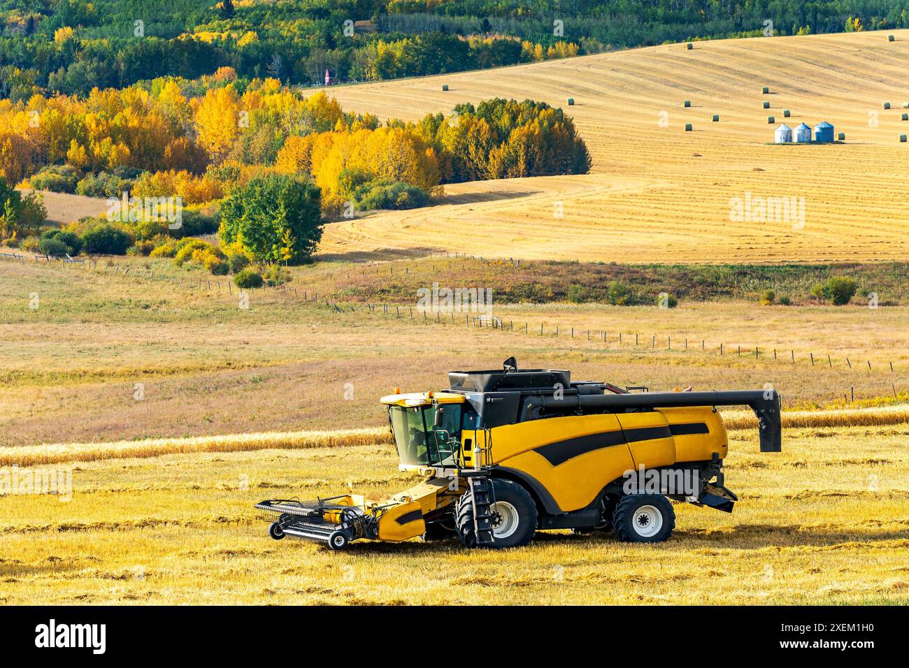 Combina in un campo di grano dorato con alberi colorati in autunno sullo sfondo e colline ondulate, a sud di Calgary; Alberta, Canada Foto Stock