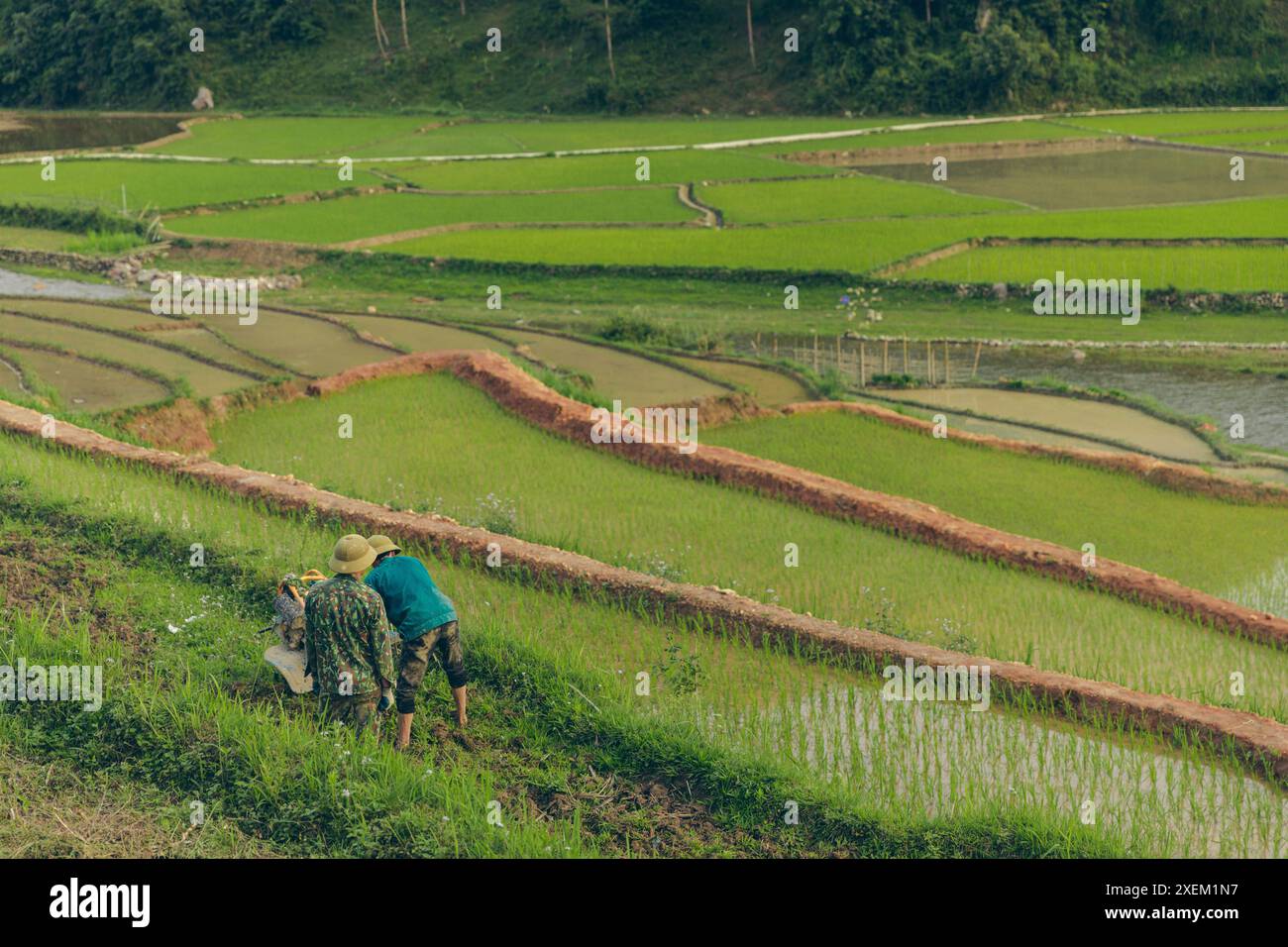 Lavoratori che coltivano riso sulle terrazze nel distretto di Muong la del Vietnam; Ngoc Chien, Muong la District, Son la, Vietnam Foto Stock