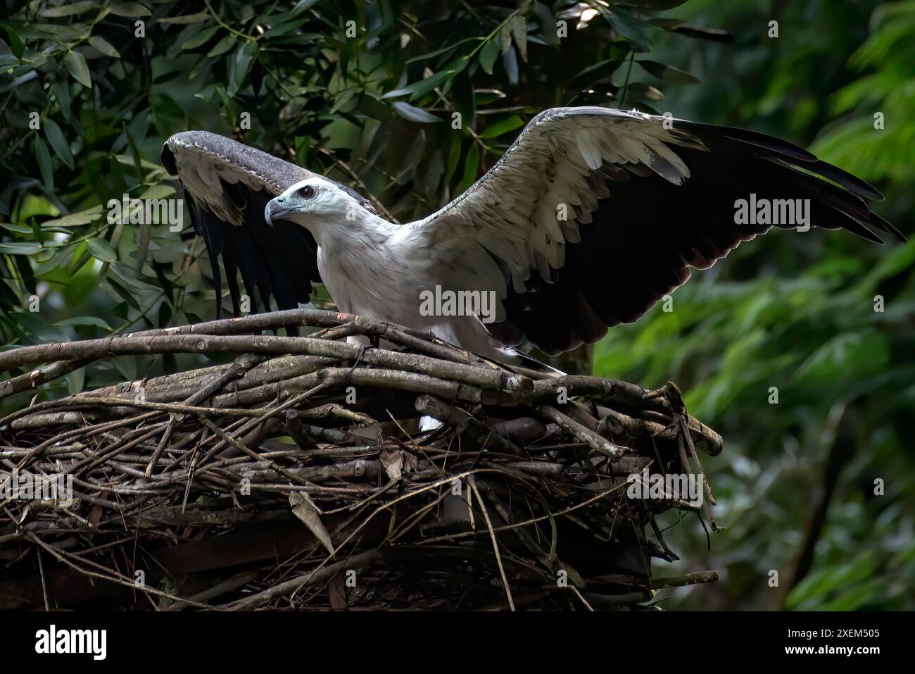 L'aquila di mare con la pancia bianca spalmò le ali cercando di catturare una preda Foto Stock