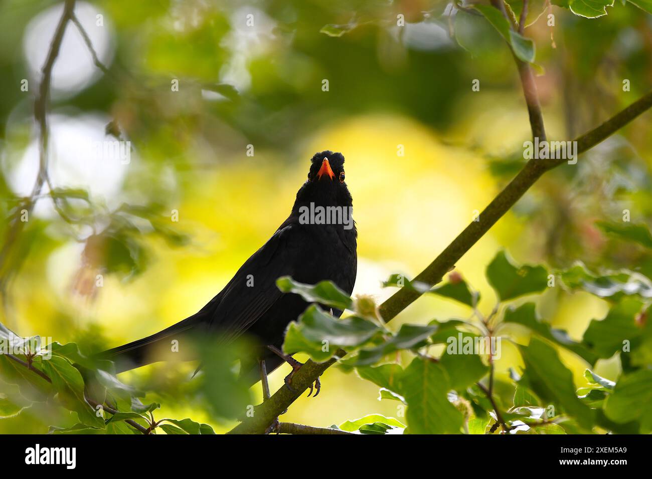 Blackbird seduto su un albero. Foto Stock