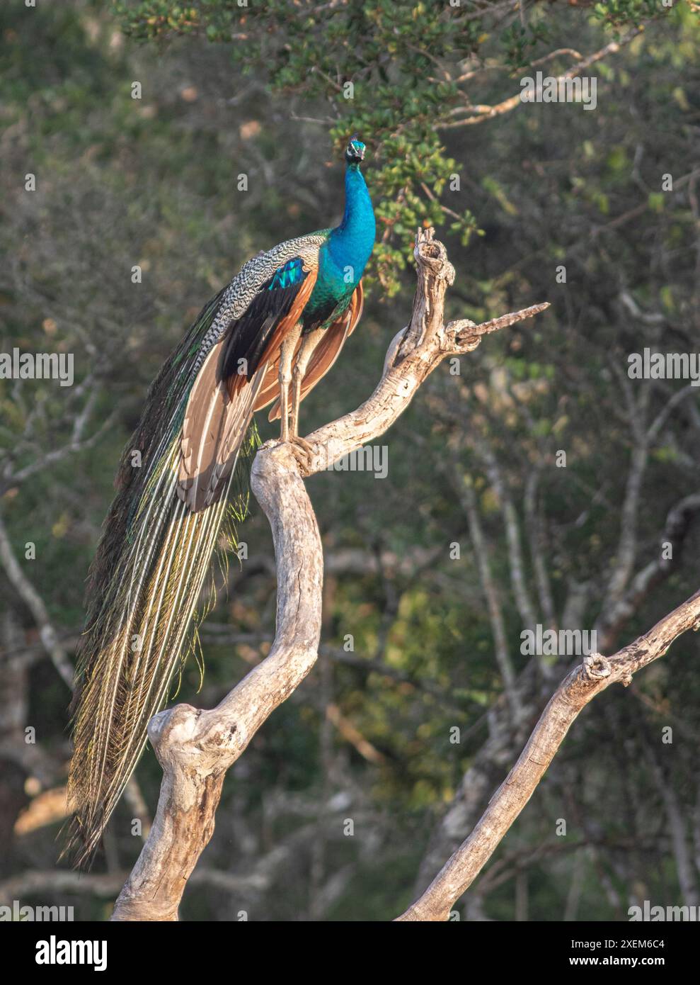 Primo piano maestoso e vibrante Peacock che mostra splendide piume in uno spettro di colori, sfondo scuro dal Parco Nazionale di Yala in Sri Lanka Foto Stock