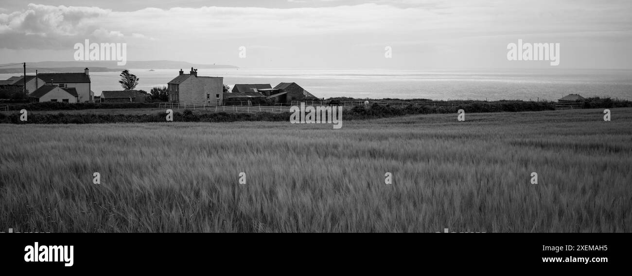 Campo di mais vicino a Chapel Porth Wheal Coates St Agnes Foto Stock