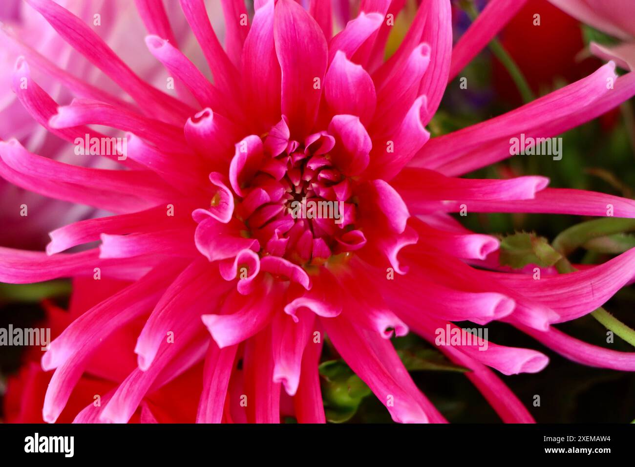 Centro del fiore rosso di dahlia. Foto Stock